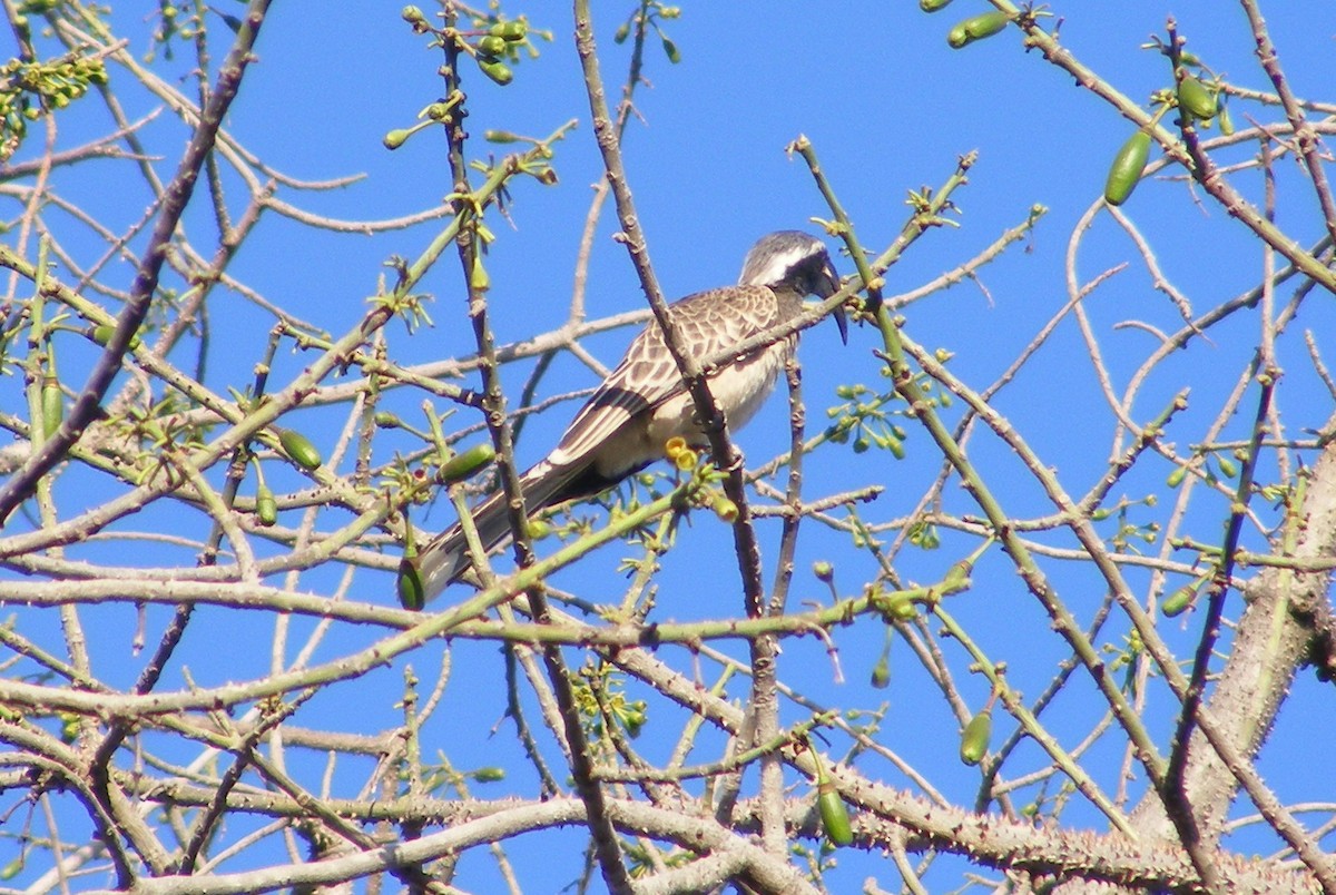 African Gray Hornbill - ML27467431