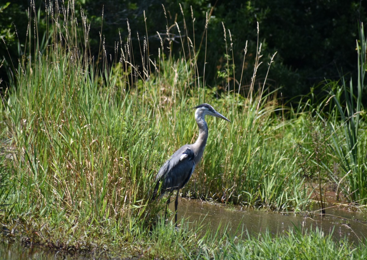 Great Blue Heron - Tyler Ekholm