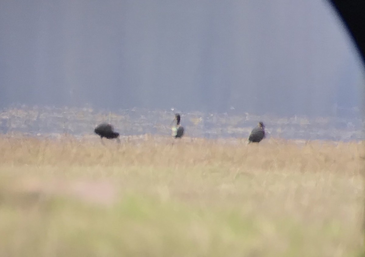 White-faced Ibis - Cole Wolf