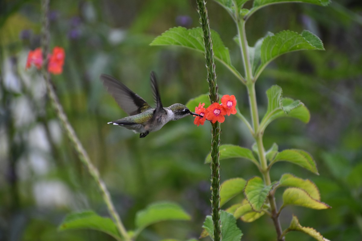 Ruby-throated Hummingbird - Tyler Ekholm