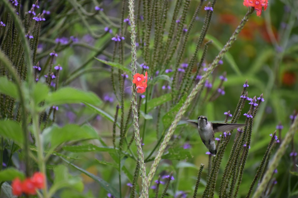 Ruby-throated Hummingbird - Tyler Ekholm