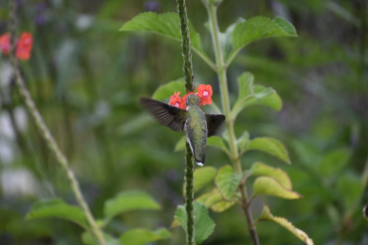 Colibri à gorge rubis - ML274677181