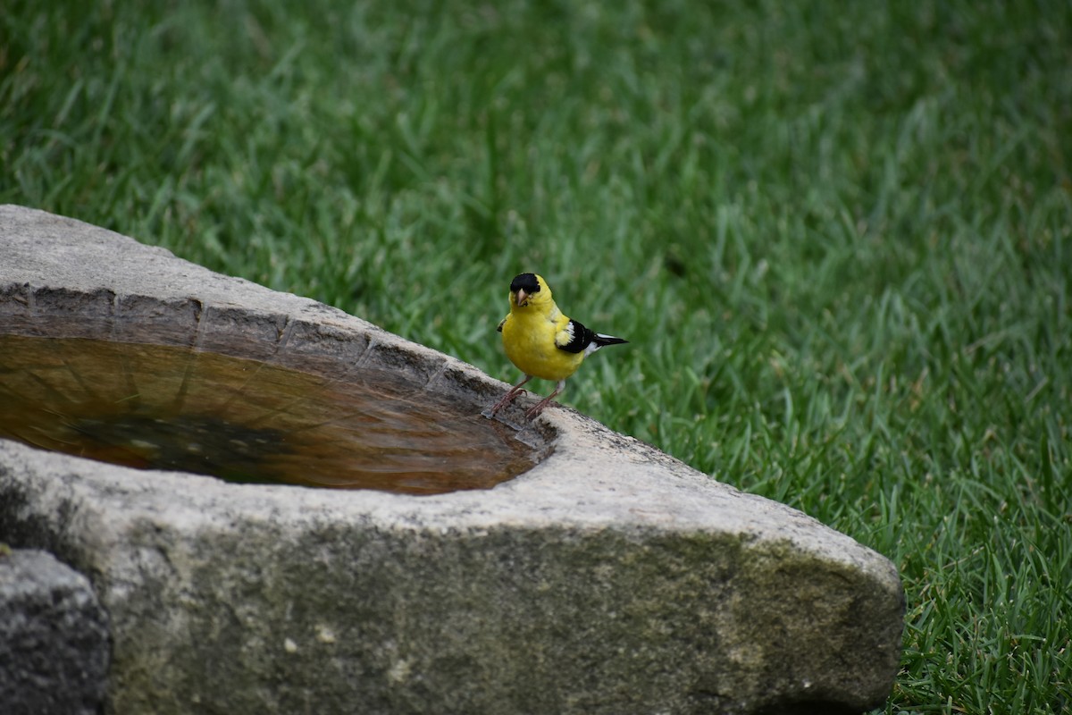 American Goldfinch - Tyler Ekholm