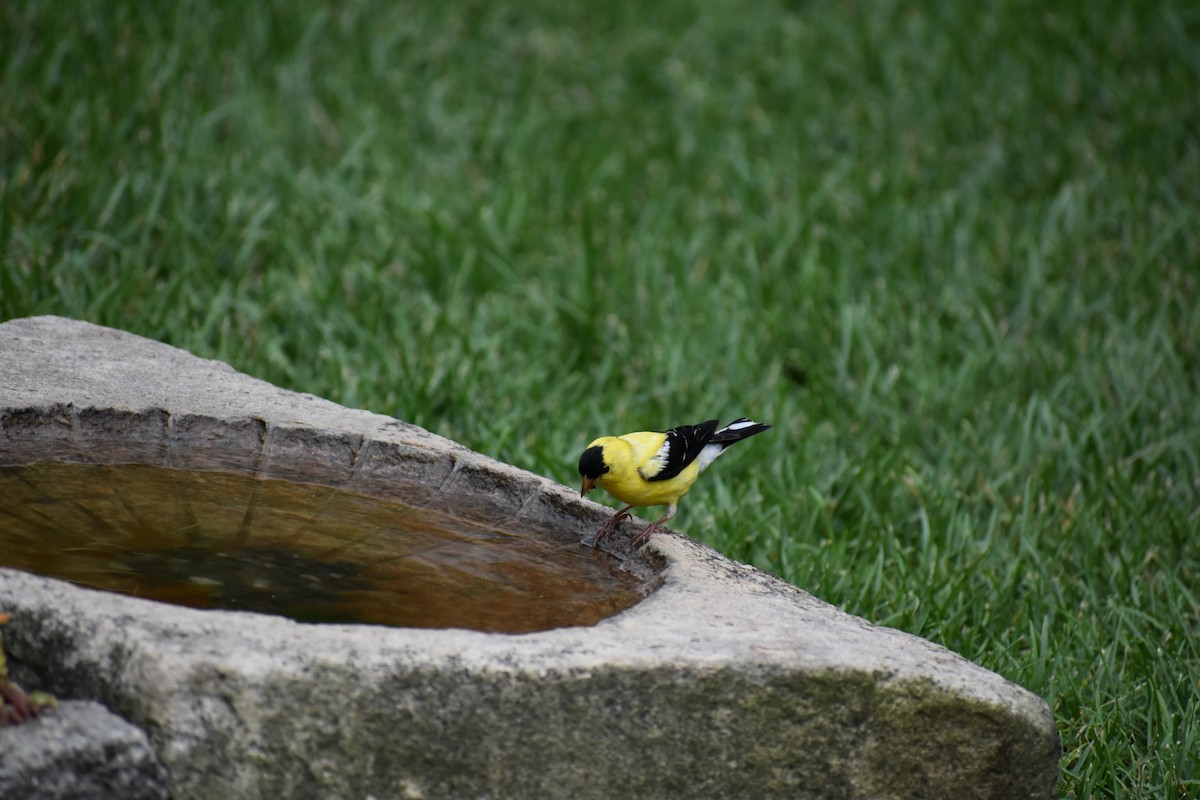 American Goldfinch - ML274677261