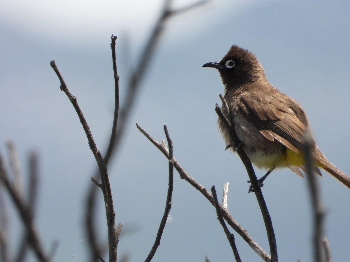 Cape Bulbul - ML274679471