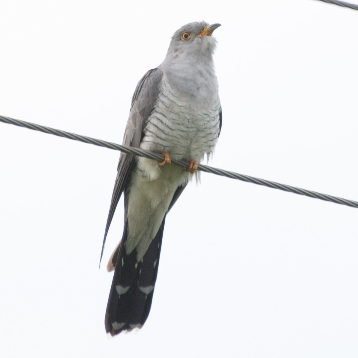 Common Cuckoo - ML274679711