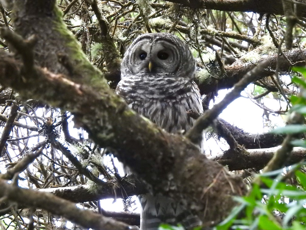 Barred Owl - ML274682611