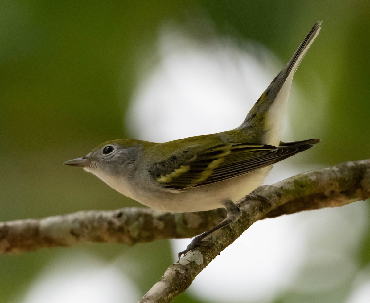 Chestnut-sided Warbler - ML274684821