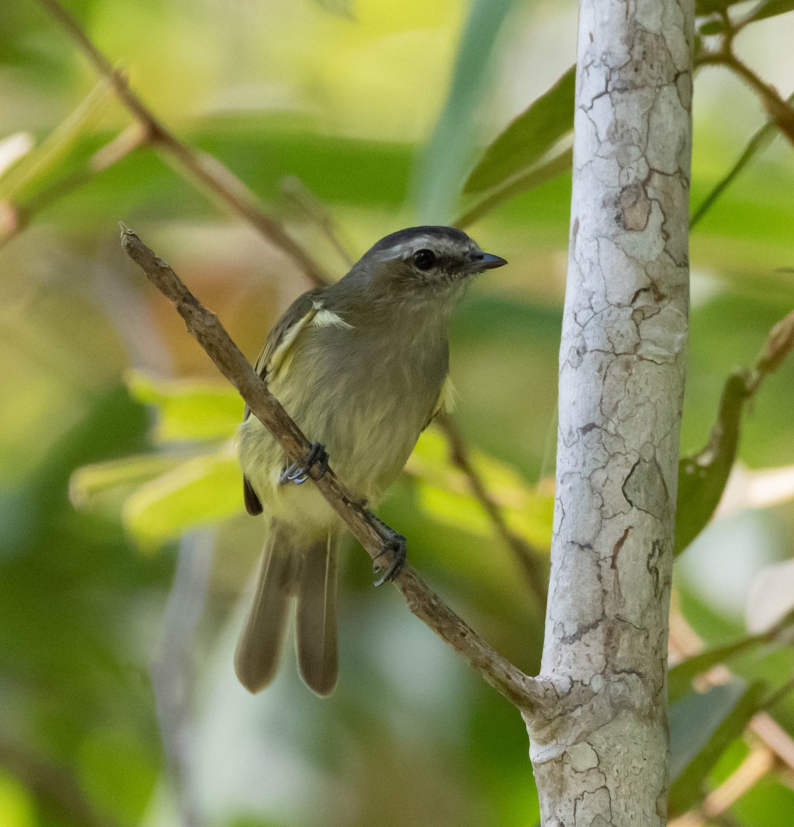 Guatemalan Tyrannulet - Gabriel Cordón