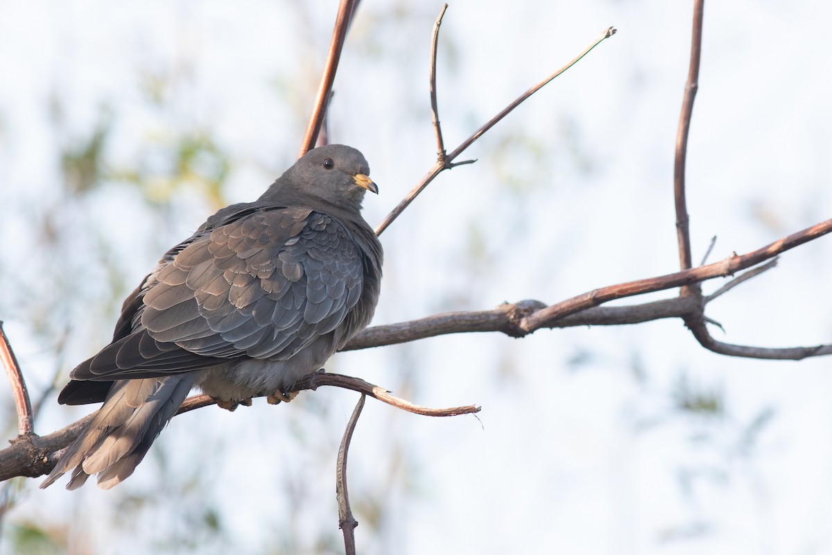 Band-tailed Pigeon - Scott Carpenter