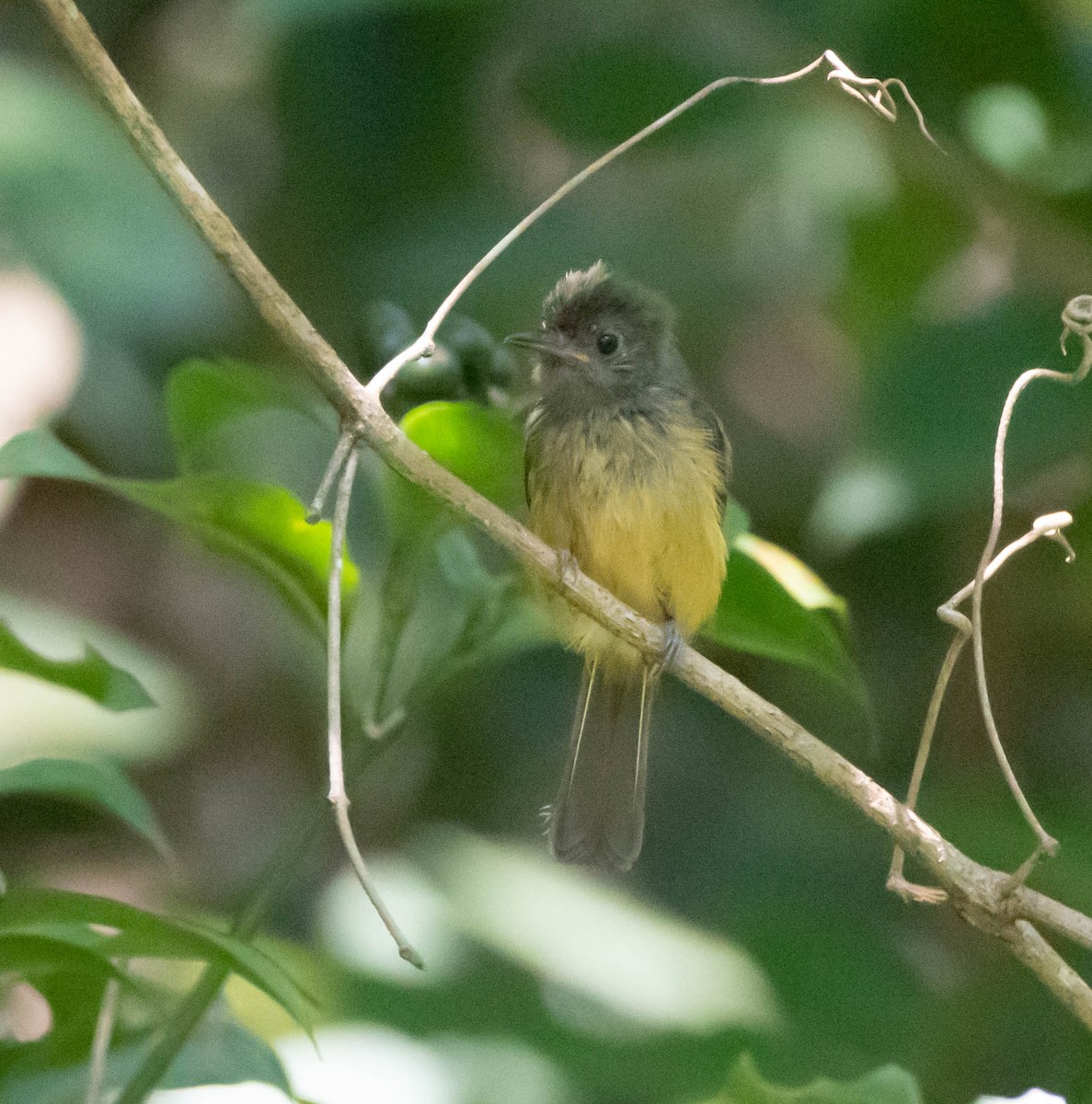 Ochre-bellied Flycatcher - Gabriel Cordón