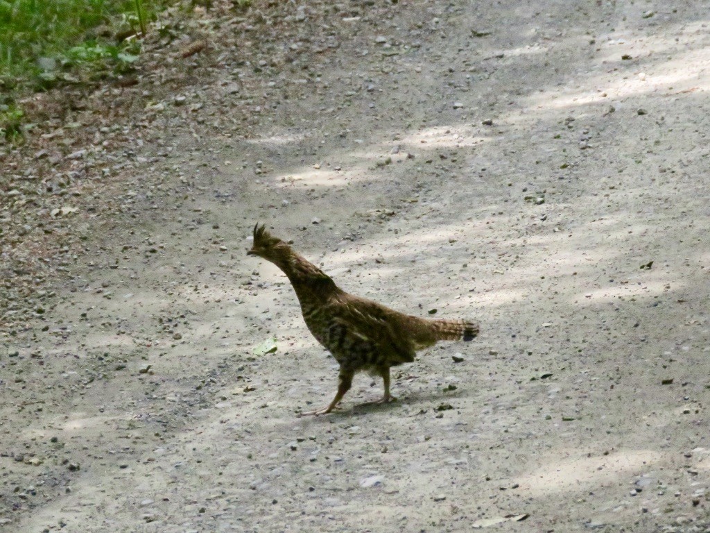 Воротничковый рябчик - ML274686751