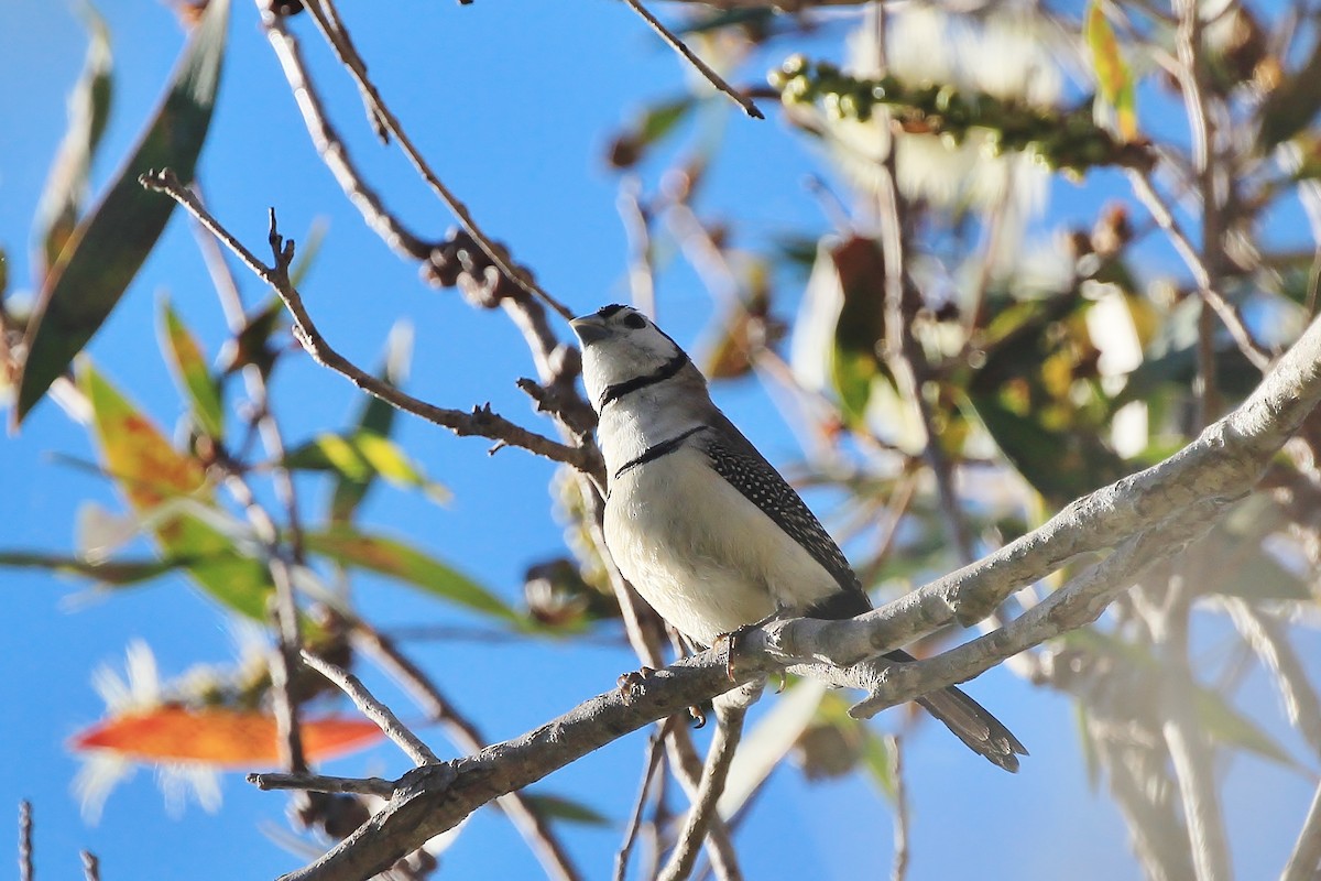 Double-barred Finch - ML27468711