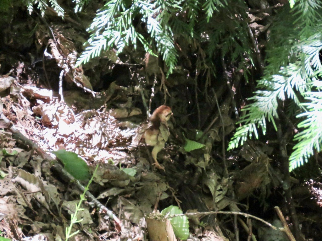 Воротничковый рябчик - ML274687311