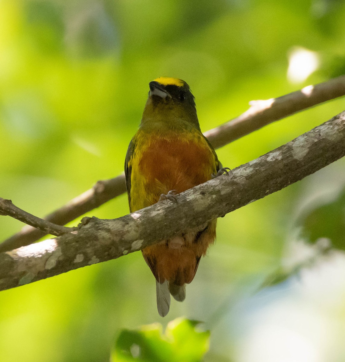 Olive-backed Euphonia - ML274687541