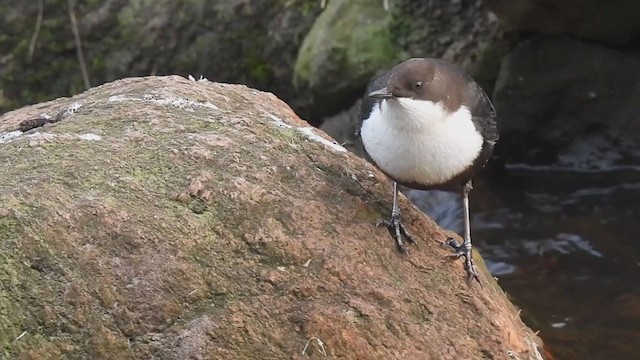 White-throated Dipper - ML274687841