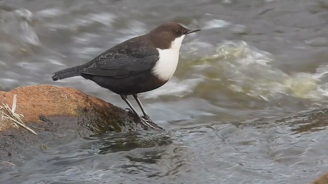 White-throated Dipper - ML274690111