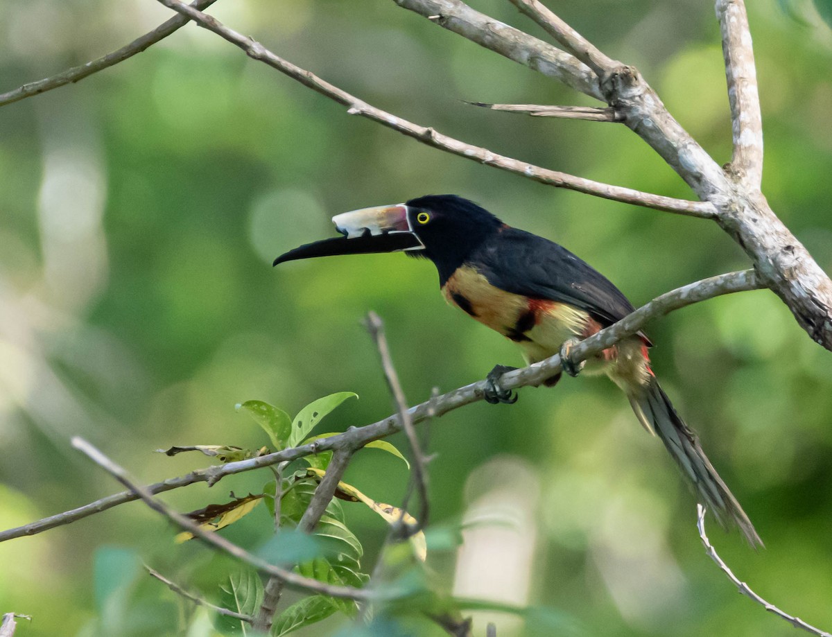 Collared Aracari - ML274690611