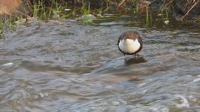 White-throated Dipper - ML274692821