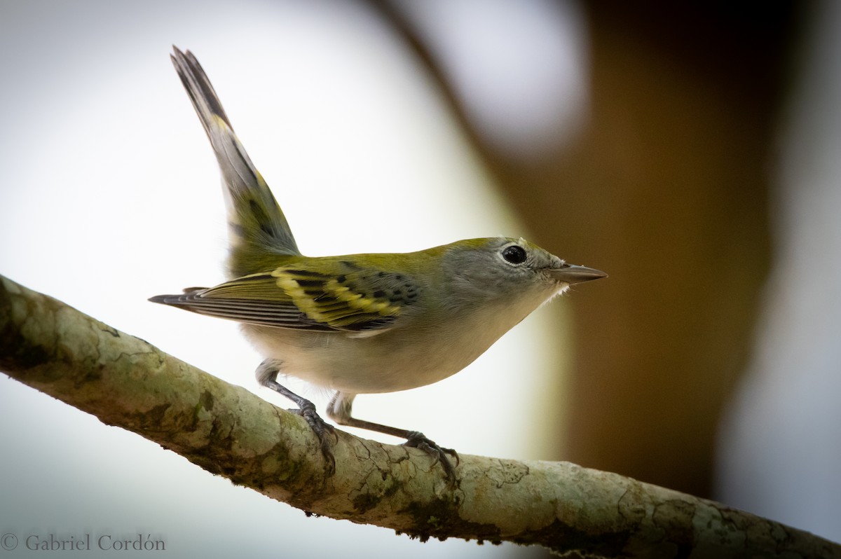 Chestnut-sided Warbler - Gabriel Cordón