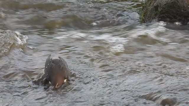 White-throated Dipper - ML274694181