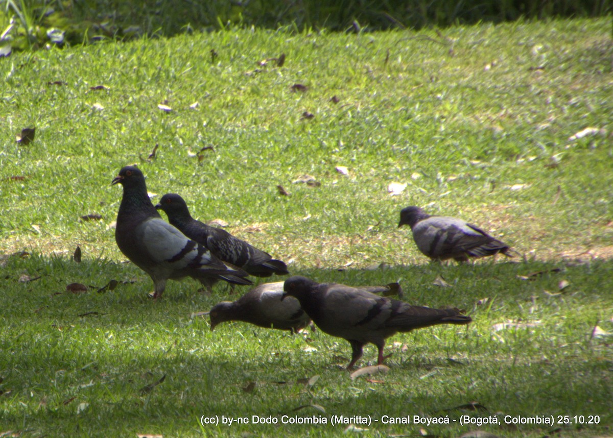 Rock Pigeon (Feral Pigeon) - Maritta (Dodo Colombia)
