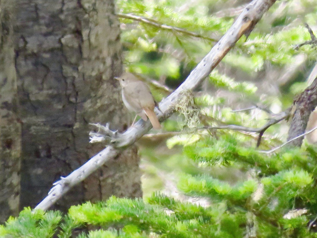 Дрозд-отшельник - ML274695111