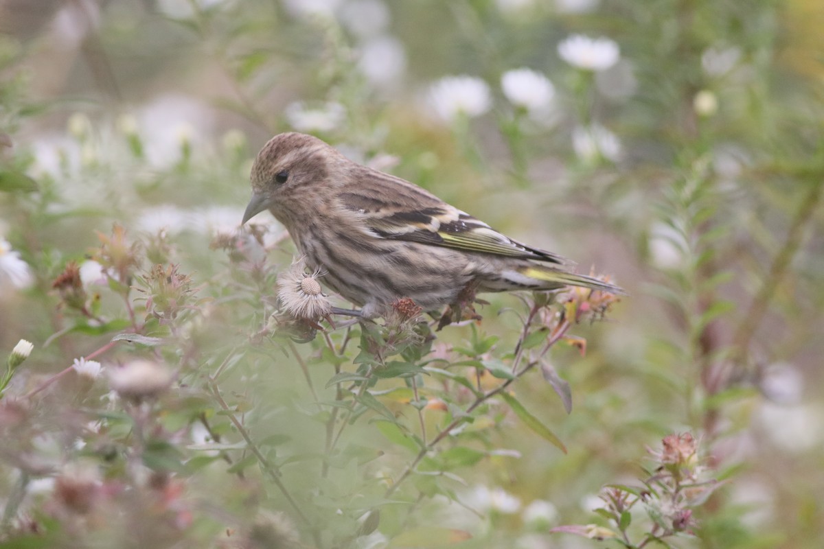 Pine Siskin (Northern) - ML274695681