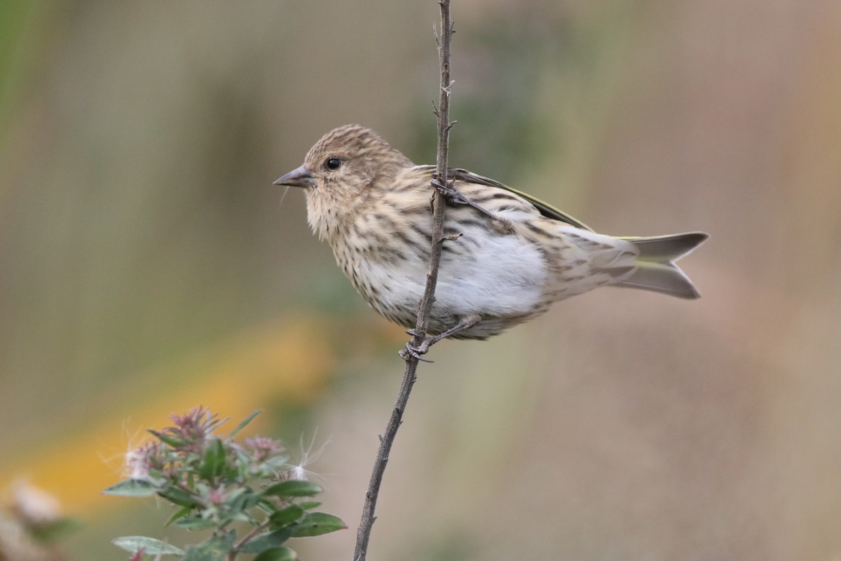 Pine Siskin (Northern) - ML274695741