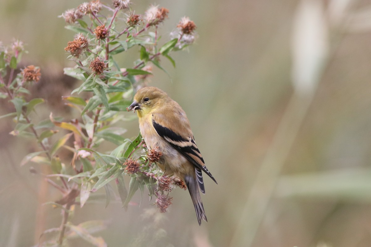 American Goldfinch - ML274695811