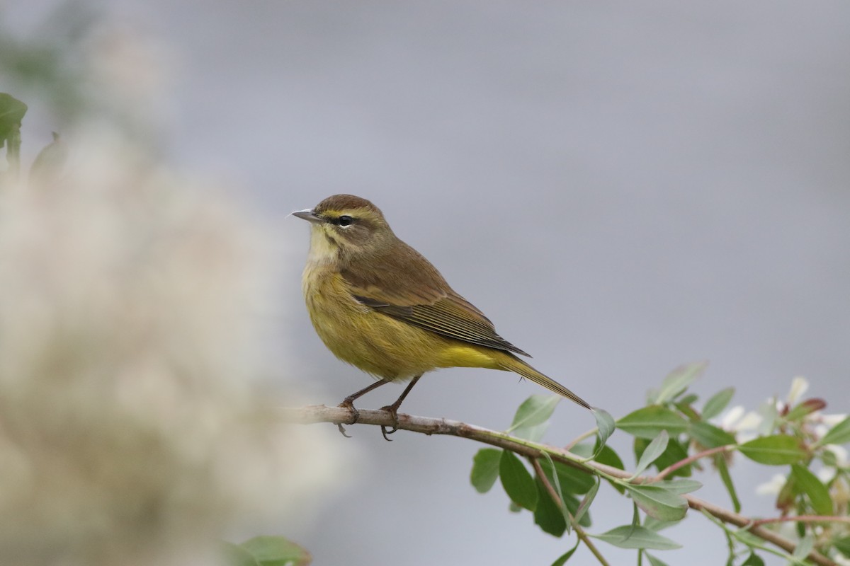 Palm Warbler - ML274695941