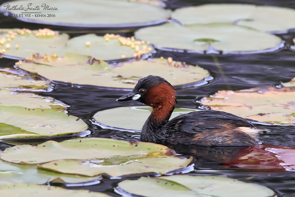 Little Grebe - ML274696311