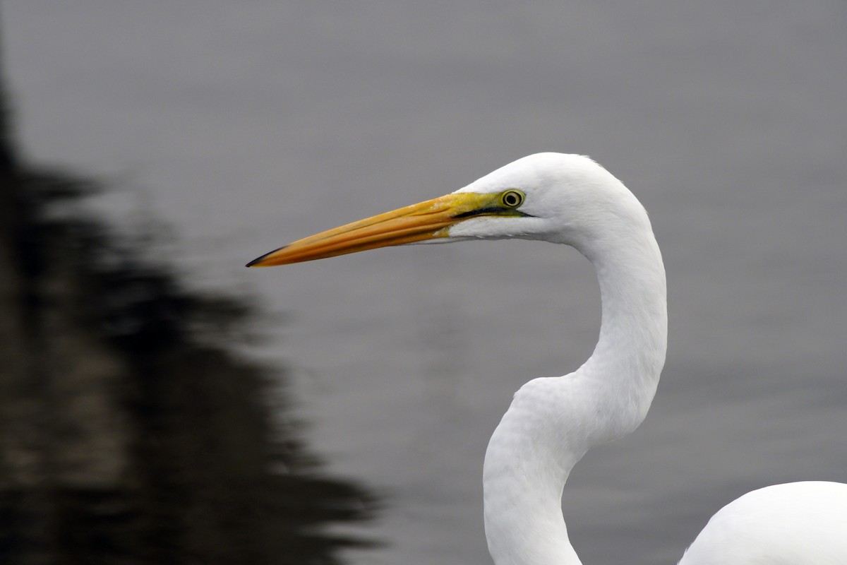 Great Egret - Donna Pomeroy