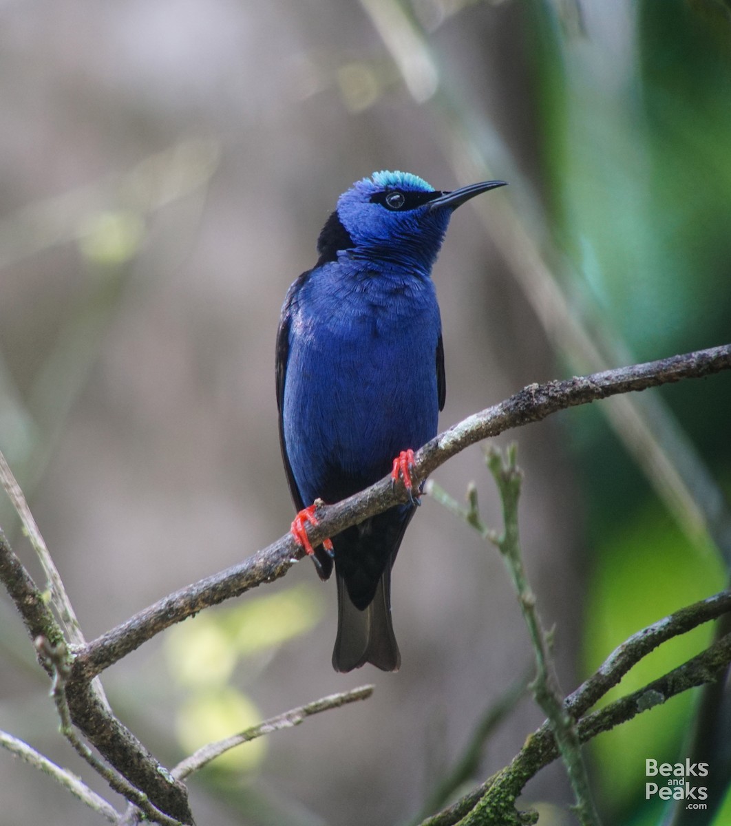 Red-legged Honeycreeper - William Orellana (Beaks and Peaks)