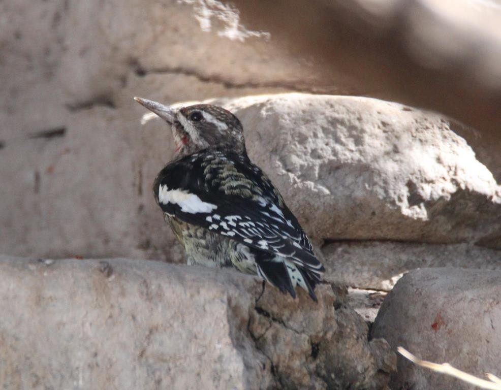 Yellow-bellied Sapsucker - Christopher Pipes