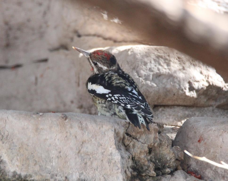 Yellow-bellied Sapsucker - Christopher Pipes