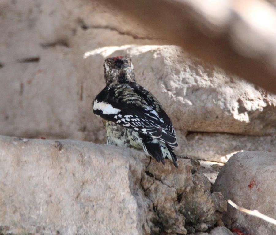 Yellow-bellied Sapsucker - Christopher Pipes