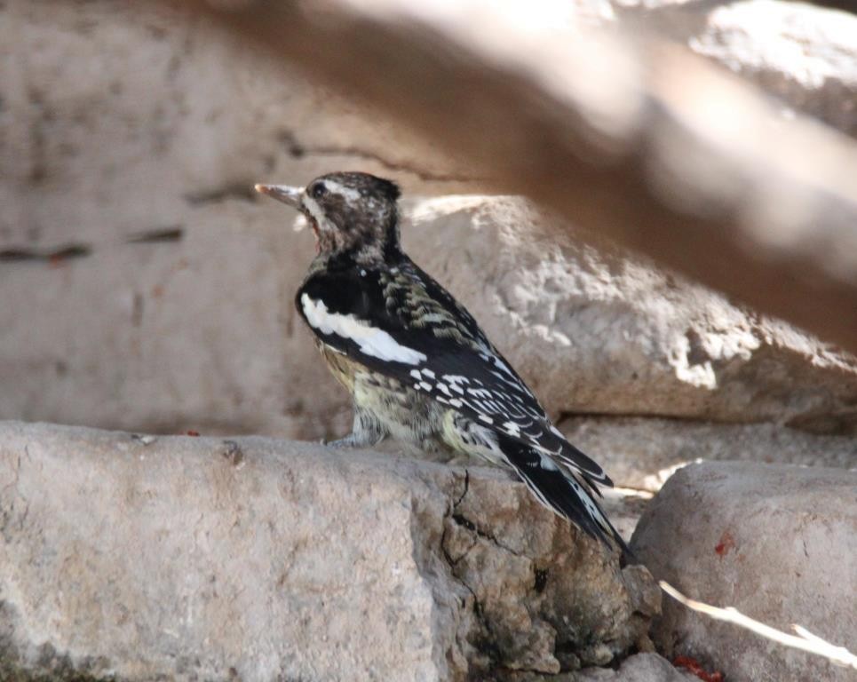 Yellow-bellied Sapsucker - Christopher Pipes