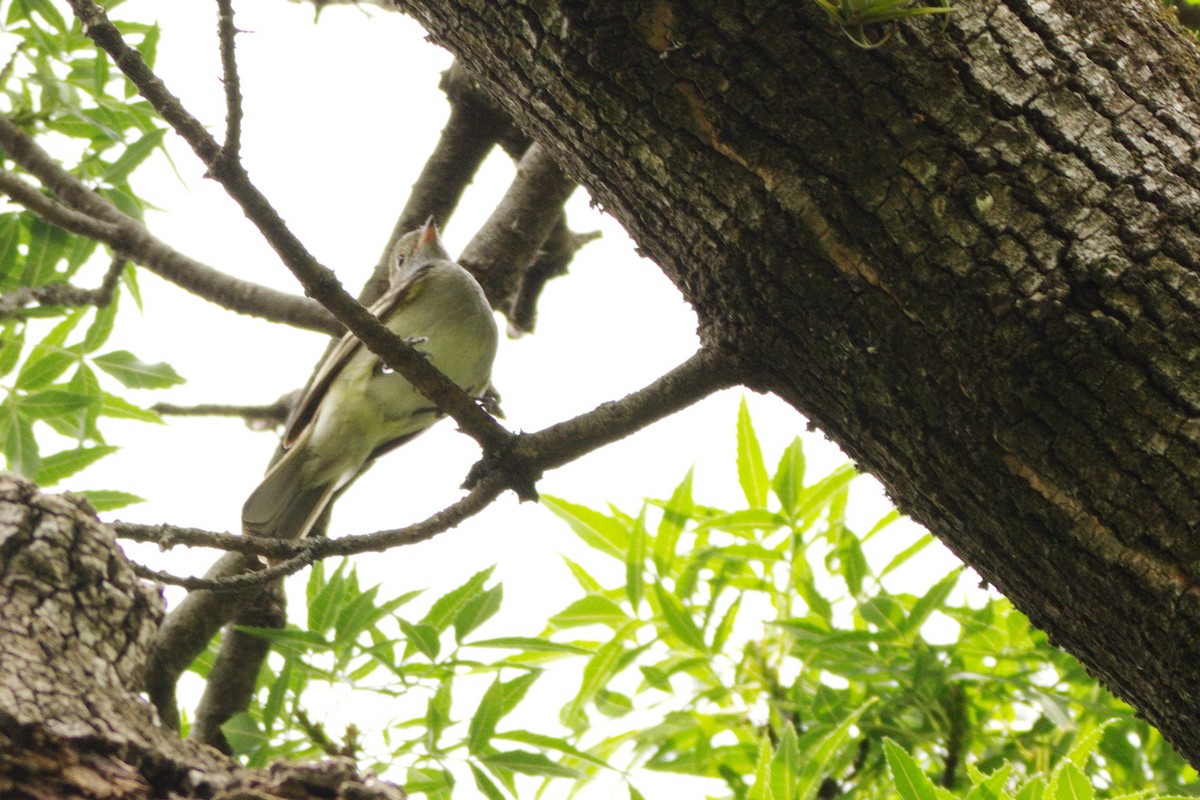 Small-billed Elaenia - ML274709101