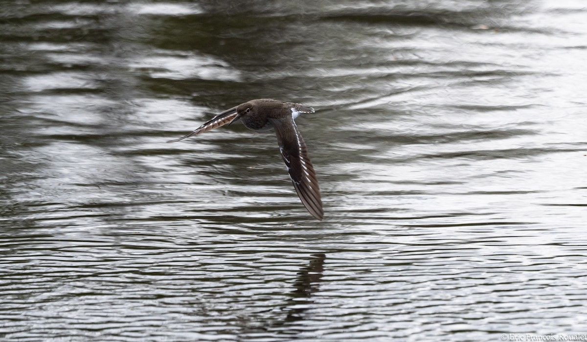 Common Sandpiper - Eric Francois Roualet