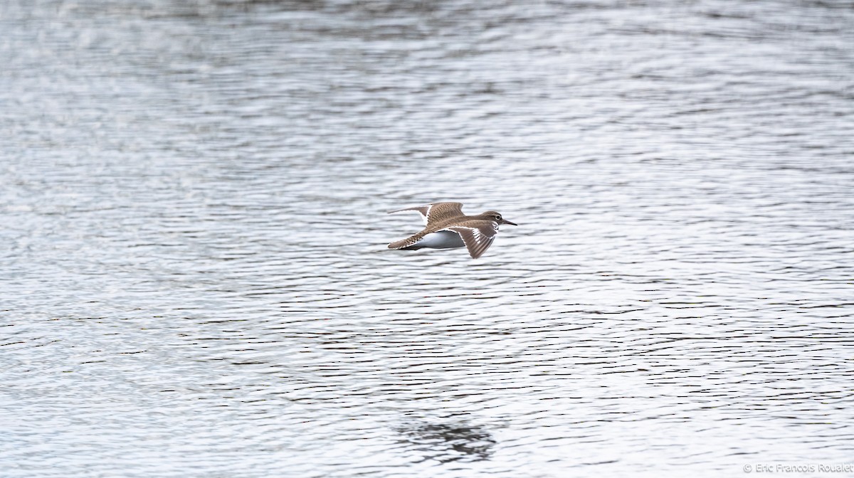 Common Sandpiper - Eric Francois Roualet