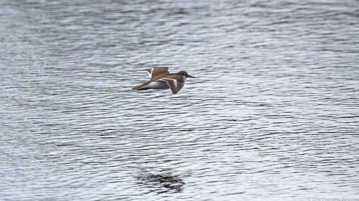 Common Sandpiper - Eric Francois Roualet