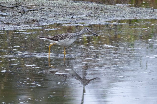 Lesser Yellowlegs - ML274709941