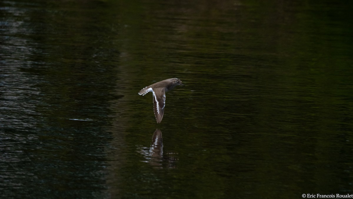 Common Sandpiper - Eric Francois Roualet