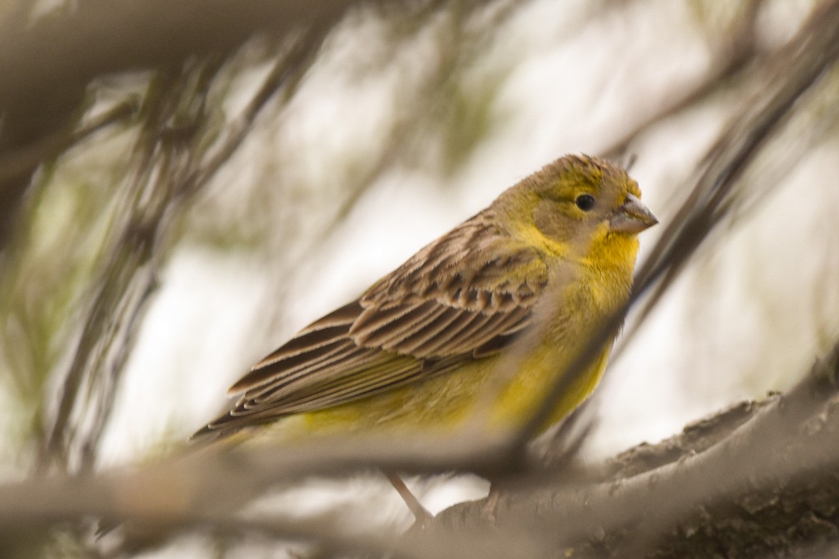 Grassland Yellow-Finch - ML274712661