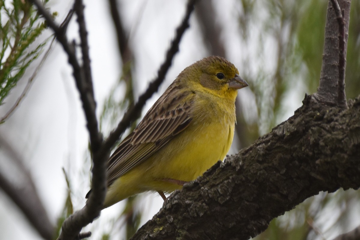 Grassland Yellow-Finch - ML274712671