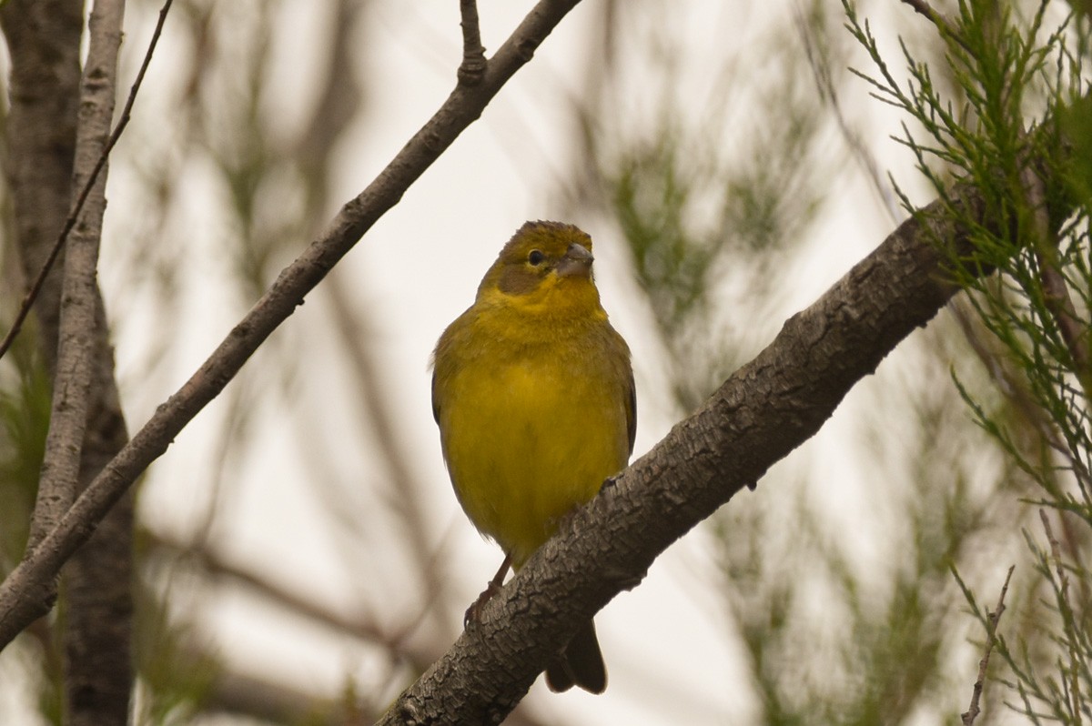 Grassland Yellow-Finch - ML274712681