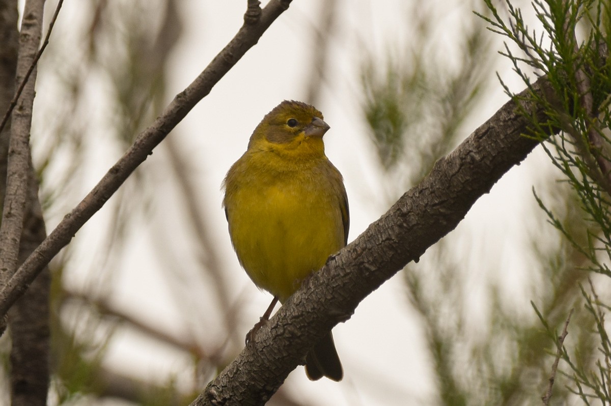 Grassland Yellow-Finch - ML274712691