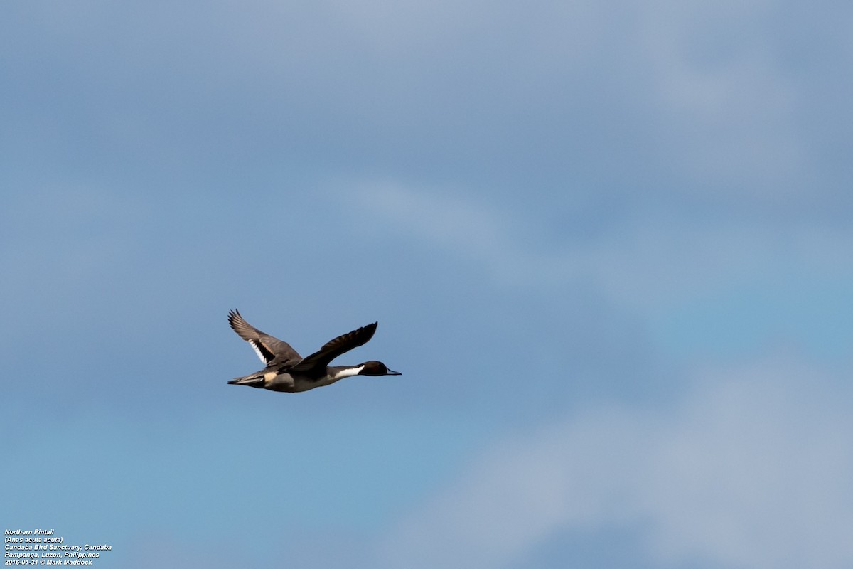 Northern Pintail - ML274712941