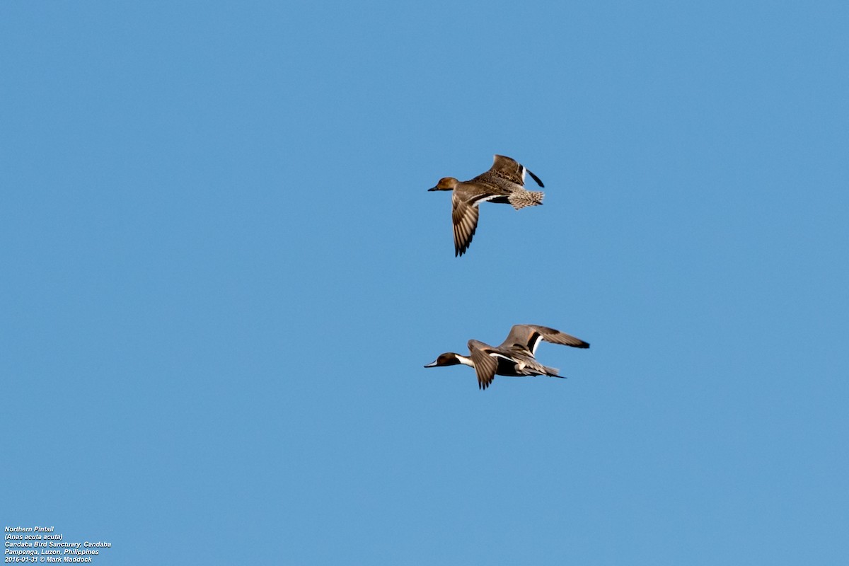 Northern Pintail - Mark Maddock